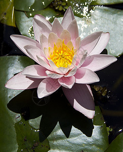 植物园里的水里百合图片