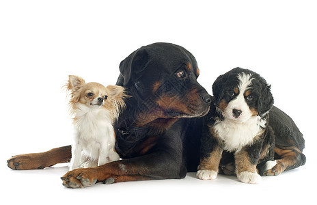 三只狗山犬山狗宠物婴儿团体工作室三色小狗动物犬类图片