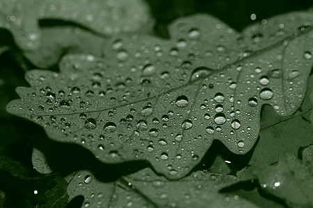 落叶上满是雨滴季节黄色宏观古董水晶飞沫艺术叶子环境森林图片