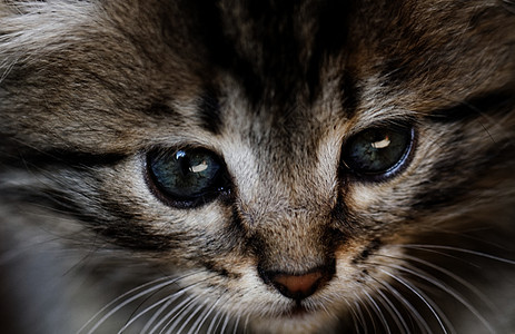 塔比小猫捕食者婴儿荒野虎斑动物宠物猫咪哺乳动物毛皮眼睛图片