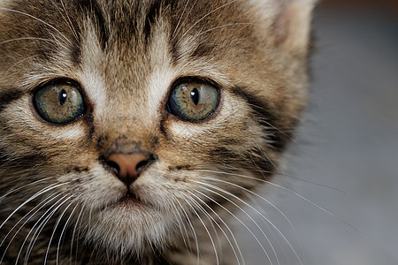 塔比小猫婴儿动物虎斑猫咪胡须毛皮猫科哺乳动物头发眼睛图片