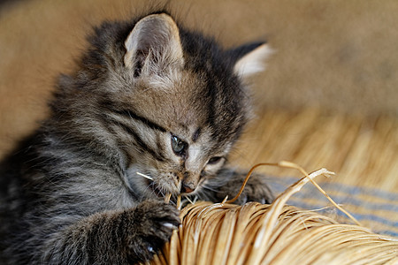 塔比小猫胡须捕食者头发猫咪虎斑毛皮婴儿荒野哺乳动物动物图片