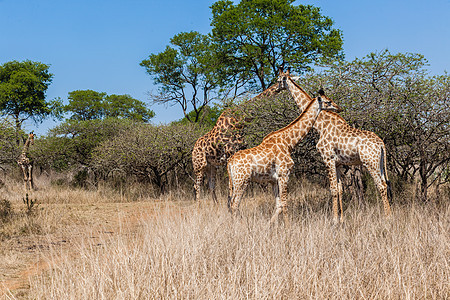 的野生动物照片公园受保护大草原棕色树木旅游背景图片