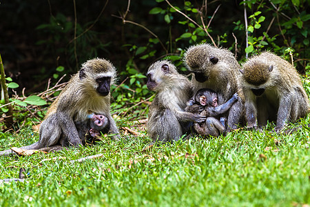 猴子部队婴儿野生动物背景图片