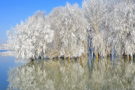 冬树覆盖着冻霜荒野树木农村天空季节反射橡木天气日光气候图片