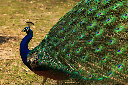 孔雀尾巴动物男性活力蓝色展示羽毛水平展览绿色图片
