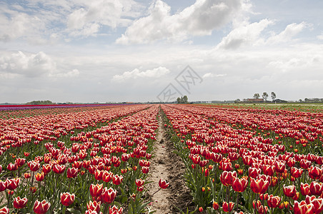 Holland 中的郁金香田绿色风景农业花瓣活力红色季节紫色多样性场地图片