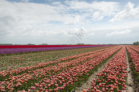 Holland 中的郁金香田花朵绿色天空活力紫色多样性场地风景农业花瓣图片