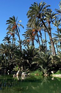 西班牙阿利坎特棕榈园绿化建筑学旅行植物历史园林植物群环境植被旅游图片
