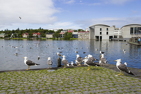 雷克雅未克中心一个池塘附近的海鸥石头城市晴天房子首都蓝色中心公园背景图片