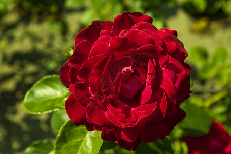 红玫瑰玫瑰植物公园季节红色园艺生长活力叶子美丽图片