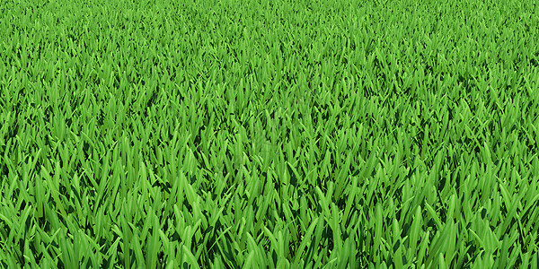 绿草田场地草地生长地毯叶子公园足球游戏土地院子图片