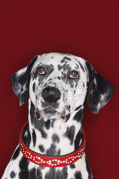 在红色背景下寻找的Dalmatian近身斑点景点镶嵌工作室脊椎动物水钻动物哺乳动物衣领宠物图片