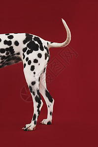Dalmatian 尾巴和后腿的侧边视图 红色背景图片