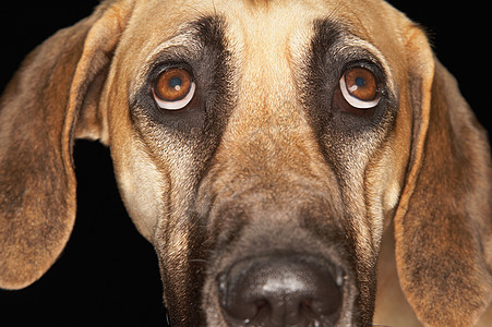 黑色背景上的大丹语近距离肖像摄影眼神照片哺乳动物特写视图磨牙机犬科丝网家养狗图片