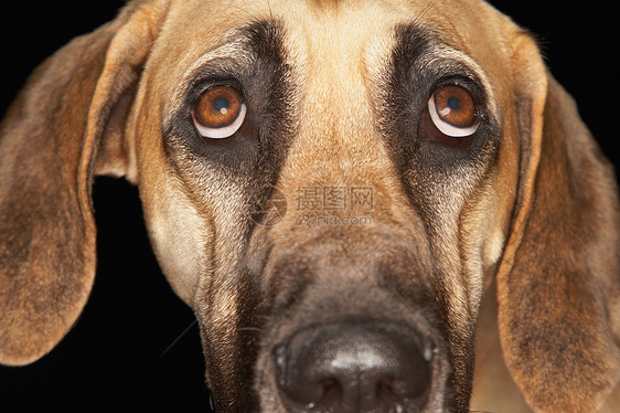 黑色背景上的大丹语近距离肖像摄影眼神照片哺乳动物特写视图磨牙机犬科丝网家养狗图片