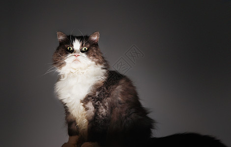 在灰色背景下坐着猫的肖像动物脊椎动物水平工作室猫科动物毛皮哺乳动物宠物图片