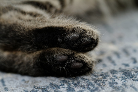 猫脚粉色宠物虎斑脚趾白色灰色棕榈猫科动物毛皮爪子图片