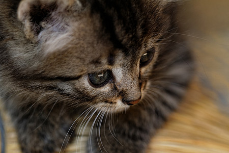 塔比小猫猫科毛皮头发宠物猫咪动物胡须捕食者虎斑婴儿图片