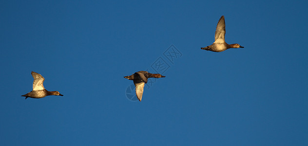 果园鸭飞翔水禽动物蓝色眼睛翅膀动物群男性天空野生动物脊椎动物图片