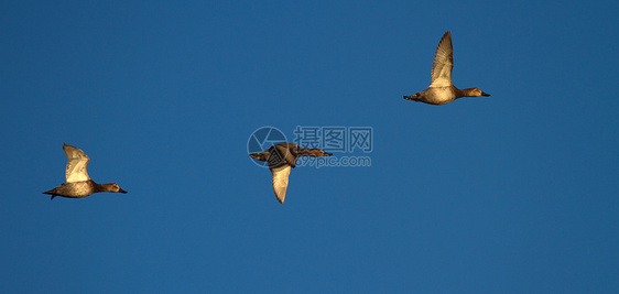 果园鸭飞翔水禽动物蓝色眼睛翅膀动物群男性天空野生动物脊椎动物图片