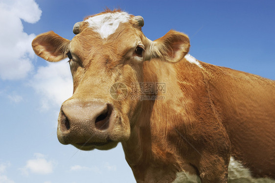 站在天空对面的一头棕牛的近视肖像图片