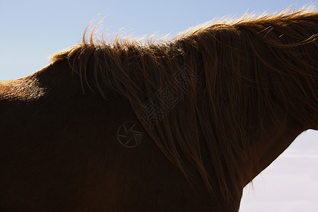 一匹棕色马对天的侧角视图图片