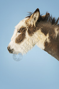一只驴在天上 仰望着一头驴的近视图片