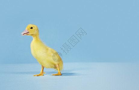 在蓝背景上跳下动物鸭子工作室小鸡蓝色家禽水平小鸭子婴儿图片