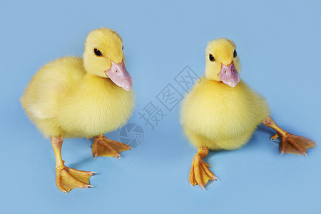 张鸭子蓝背景上的鸭子工作室小鸭子动物水平婴儿小鸡家禽蓝色背景