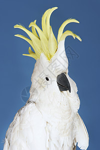 蓝背景上的蟑螂黄色热带工作室波峰羽毛白色凤头蓝色宠物鹦鹉图片
