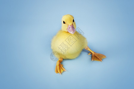 在蓝背景上跳下水平家禽蓝色小鸭子动物小鸡婴儿鸭子工作室图片