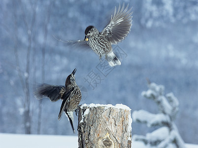 两只鸟在冬天为了食物而战图片
