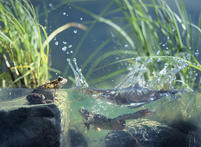 三只青蛙在水表观中图片