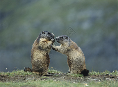 两杯玛莫特哺乳动物摄影自然世界土拨鼠野生动物啮齿目动物荒野图片