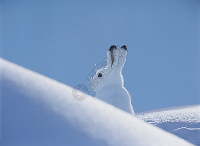 北极野兔野生动物荒野摄影变化自然世界哺乳动物鞋兔动物天兔图片
