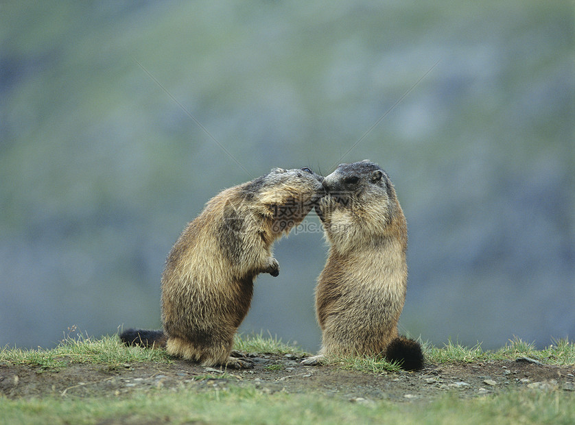 两杯玛莫特啮齿目自然世界土拨鼠动物摄影荒野哺乳动物野生动物图片