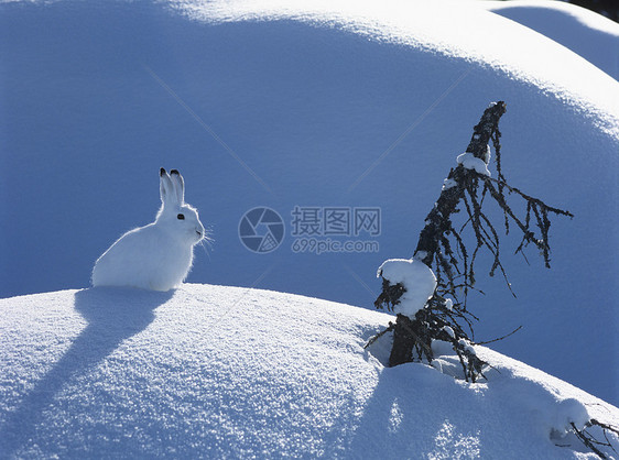 北极野兔荒野鞋兔变化动物自然世界哺乳动物摄影野生动物天兔图片