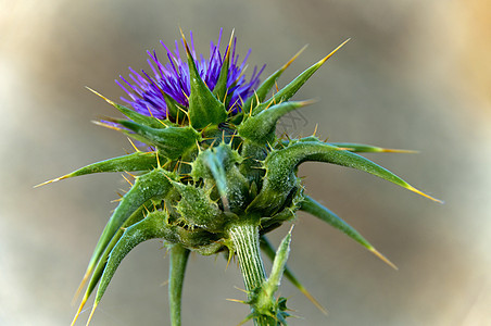 花花朵野花花卉花草植物野生植物野蓟图片