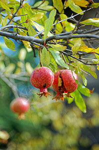 在树枝上缝合新鲜的石榴水果食物果汁营养素衬套纤维营养杂货店果皮药品季节图片