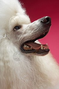 白色狗狗的近视 仰视粉红背景头发宠物整容犬类哺乳动物贵宾标准工作室动物毛皮图片