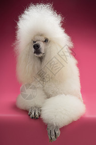 粉红背景的全长标准面条说谎哺乳动物整容白色头发主题动物贵宾宠物毛皮图片