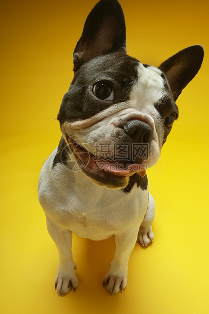 坐在黄色背景的奇特法国斗牛犬肖像猎犬小狗好奇心哺乳动物宠物犬类舌头动物主题工作室图片