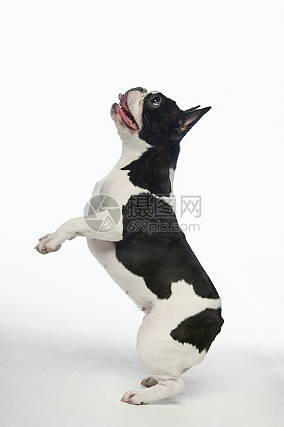 法国斗牛犬在白色背景的后腿上站立全长侧视线图片