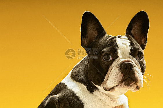 黄色背景的法国斗牛犬肖像图片