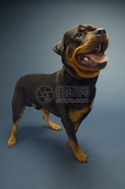 全长的罗特韦勒人 紧紧粘在蓝底舌头上宠物犬类忠诚棕色工作室安全动物哺乳动物黑色警犬图片