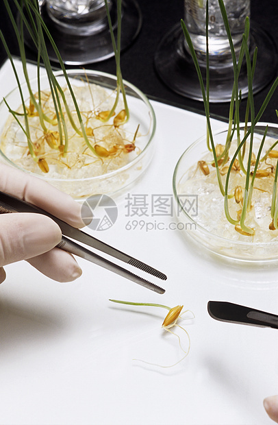 人拿起豆芽 用tweezers 特写豆芽图片