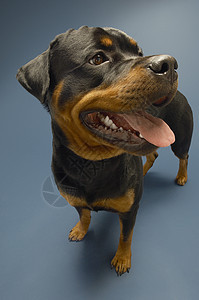 全长的罗特韦勒人 紧紧粘在蓝底舌头上蓝色警卫黑色宠物忠诚警犬棕色犬类哺乳动物动物图片