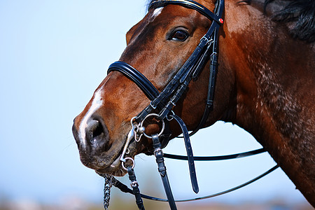 运动棕色马的肖像眼睛骑术农场哺乳动物家畜赛车力量竞赛友谊动物图片