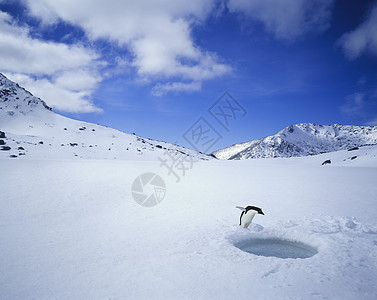 企鹅在冰中向下看图片
